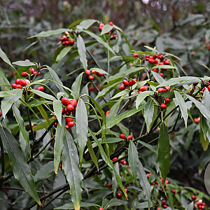 Aucuba jap. 'Salicifolia' 60-80 cm met kluit