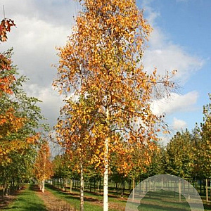 Betula ermanii 35-40 HO draadkluit 250 cm stam
