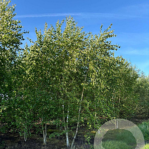 Betula ermanii 'Holland' 175-200 cm 40L meerstammig