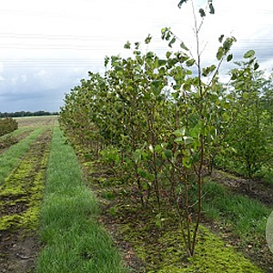 Betula maximowicziana 10-12 HO draadkluit
