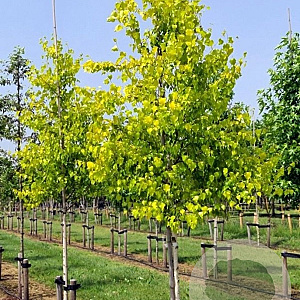 Betula p. 'Schneverd. Goldbirke' 800-900 cm draadkluit meerstammig
