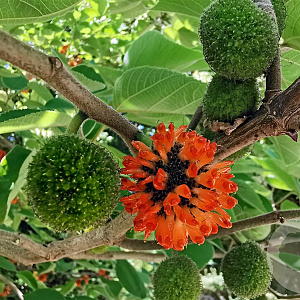 Broussonetia kazinoki 14-16 HO draadkluit geveerd