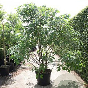 Broussonetia papyrifera 550-600 cm draadkluit meerstammig