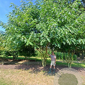 Broussonetia papyrifera 600-700 cm draadkluit meerstammig