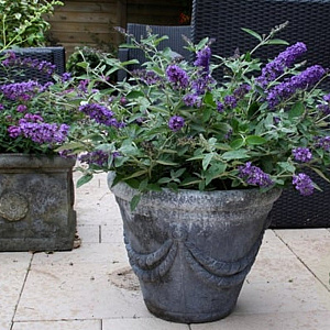 Buddleja 'Podaras 8' 100-125 cm 15L struik