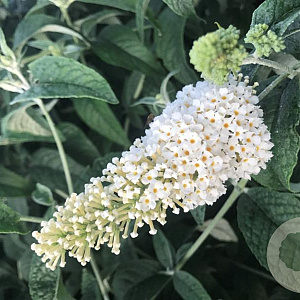 Buddleja 'SRPBUD885' 200-250 cm 40L struik