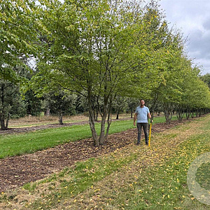 Carpinus betulus 700-800 cm draadkluit meerstammig