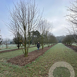 Carpinus betulus 700-800 cm draadkluit meerstammig