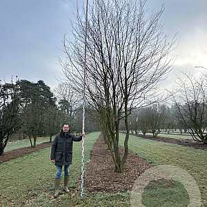 Carpinus betulus 700-800 cm draadkluit meerstammig
