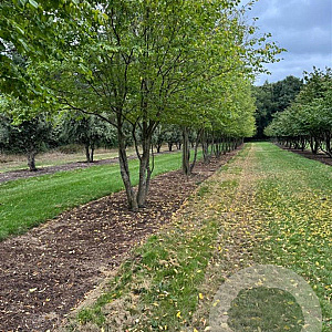 Carpinus betulus 700-800 cm draadkluit meerstammig