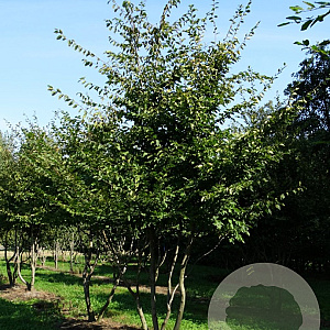 Carpinus betulus 800-900 cm draadkluit meerstammig