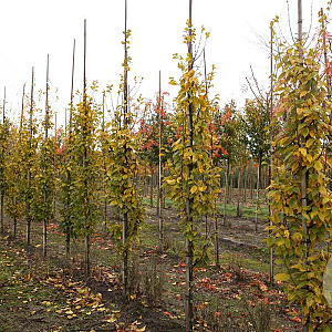 Carpinus bet. 'Lucas' 8-10 HO draadkluit geveerd