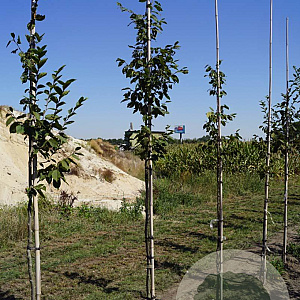 Carpinus bet. 'Purpurea' 8-10 HO draadkluit