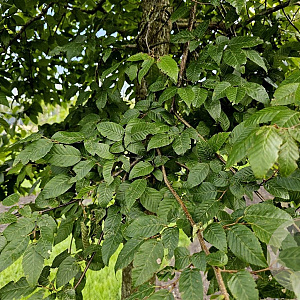 Carpinus henryana 25-30 HO draadkluit