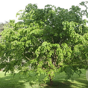 Carpinus monbeigiana 12-14 HO draadkluit geveerd