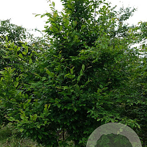 Carpinus turczaninowii 300-350 cm draadkluit solitair