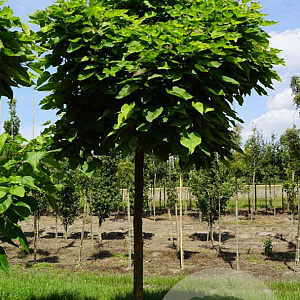 Catalpa bignonioides 'Nana' 18-20 HO draadkluit