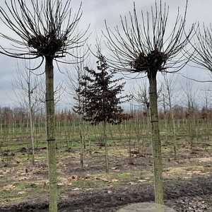 Catalpa bignonioides 'Nana' 20-25 HO draadkluit