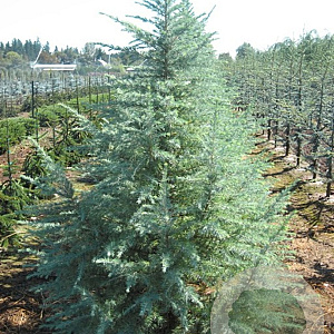 Cedrus deod. 'Bushes Electra' 200-250 cm draadkluit solitair