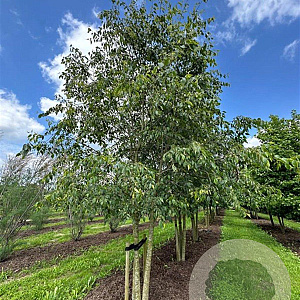 Celtis australis 600-700 cm draadkluit meerstammig