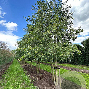 Celtis australis 600-700 cm draadkluit meerstammig