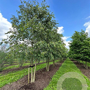 Celtis australis 600-700 cm draadkluit meerstammig