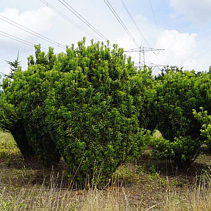 Cephalotaxus h. 'Fastigiata' 250-300 cm draadkluit solitair