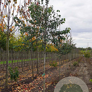 Cercidiphyllum japonicum 8-10 HO draadkluit