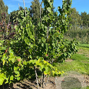 Cercis canadensis 200-250 cm draadkluit struik