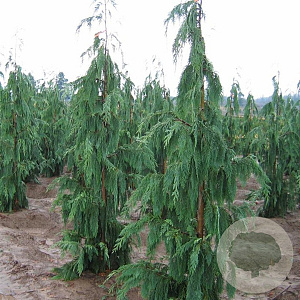 Chamaecyparis n. 'Pendula' 450-500 cm draadkluit solitair