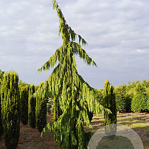 Chamaecyparis n. 'Pendula' 700-800 cm draadkluit solitair