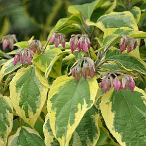 Clerodendrum trich. 'Variegatum' 175-200 cm draadkluit struik op Stam