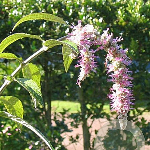 Comanthosphace dependens 100-125 cm 40L struik