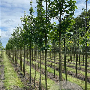 Corylus colurna 8-10 HO draadkluit