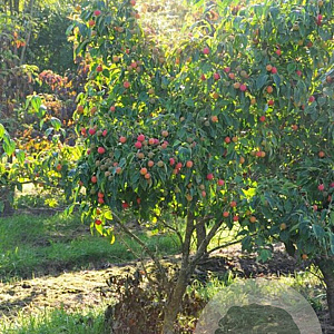 Corylus colurnoides 300-350 cm draadkluit meerstammig
