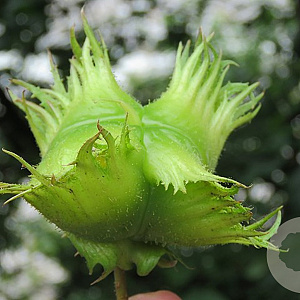 Corylus jacquemontii 8-10 HO draadkluit