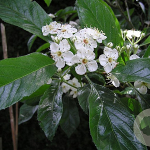 Crataegus lavalleei 14-16 HO draadkluit 250 cm stam
