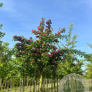 Crataegus media 'Paul's Scarlet' 16-18 HO draadkluit