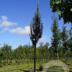 Crataegus monogyna 'Stricta' 18-20 HO draadkluit