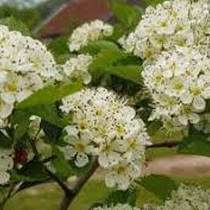 Crataegus persimilis 'Splendens' 25-30 HO draadkluit 250 cm stam