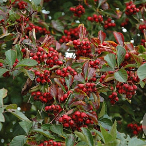 Crataegus succulenta Boomfeestdag 10-12 HO 50L