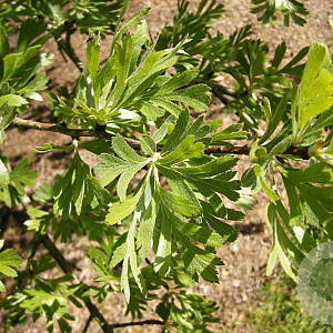 Crataegus tanacetifolia 6-8 HO draadkluit