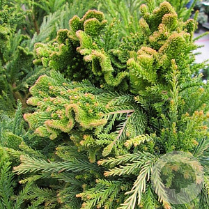 Cryptomeria j. 'Cristata' 150-175 cm draadkluit solitair