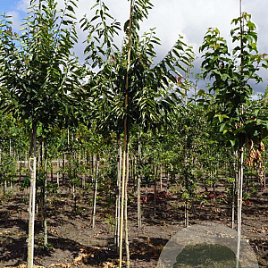 Diospyros lotus 8-10 HO draadkluit