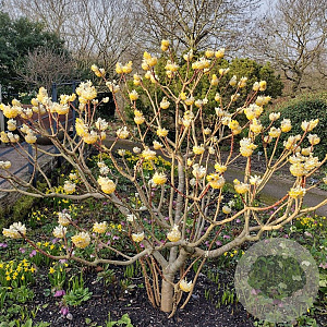 Edgeworthia chrysantha 80-100 cm 40L