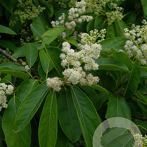 Ehretia acuminata 350-400 cm draadkluit meerstammig op aanvraag