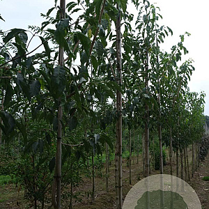 Euonymus ham. 'Indian Summer' 14-16 HO draadkluit