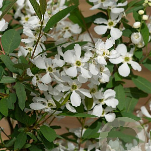 Exochorda racem. Blushing Pearl 100-125 cm 15L struik