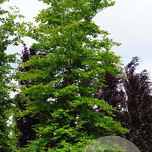 Fagus sylvatica 35-40 HO draadkluit geveerd