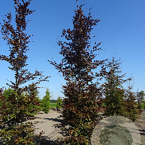 Fagus syl. 'Atropunicea' 25-30 HO draadkluit geveerd
